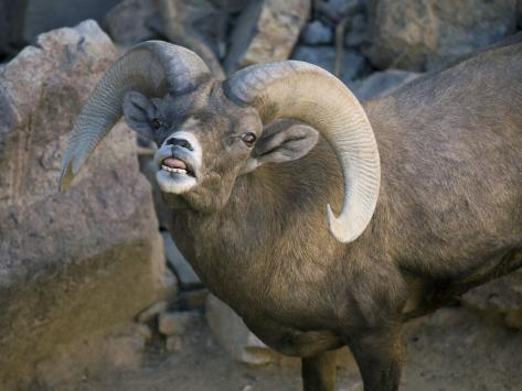 desert bighorn sheep at the