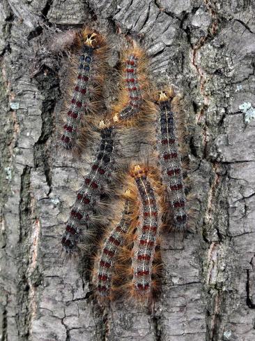 Gypsy Moth Pupae