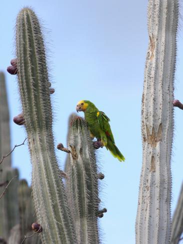 george-grall-yellow-headed-amazon-parrot-amazona-oratrix-eating-cactus-pears.jpg