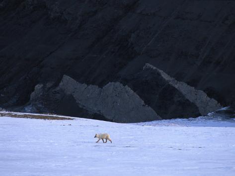 Canadian White Wolf