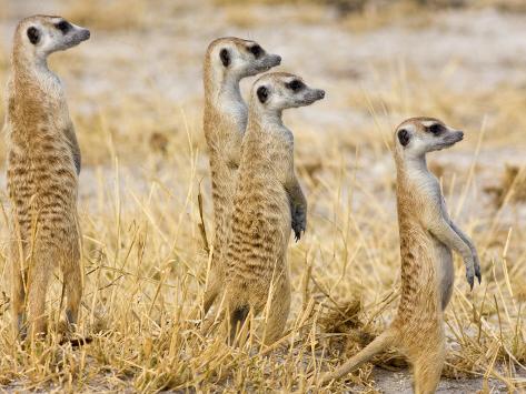 Group of Standing Meerkats, Suricata Suricatta Photographic Print by ...
Meerkat