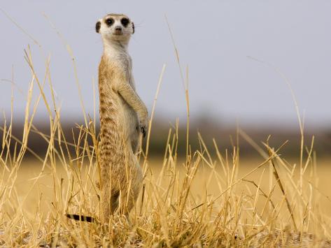 Standing Meerkat, Suricata Suricatta Photographic Print by ...
Meerkat