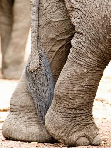 close-up-of-legs-and-tail-of-an-african-elephant-lake-manyara-tanzania.jpg