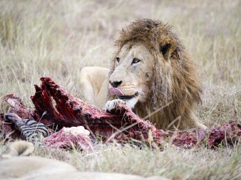 lion-eating-a-zebra-ngorongoro-crater-ngorongoro-tanzania.jpg
