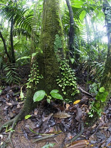 costa rican trees