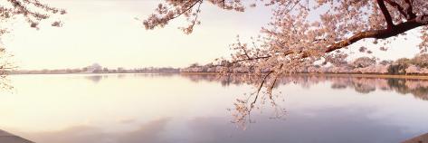 panoramic-images-cherry-blossoms-at-the-lakeside-washington-dc-usa.jpg