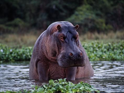 Zambezi River on Zambezi River Hippos Sitting In The Zambezi River Zambia