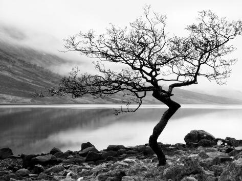 Solitary Tree on the Shore of Loch Etive, Highlands, Scotland, UK Photographic Print