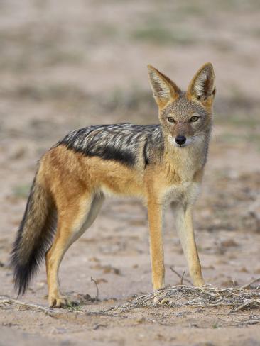  - james-hager-black-backed-jackal-kgalagadi-transfrontier-park