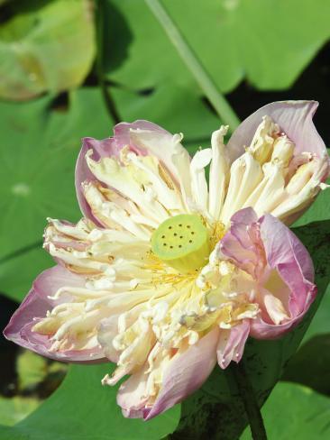 Asia Lotus Asia Lotus
