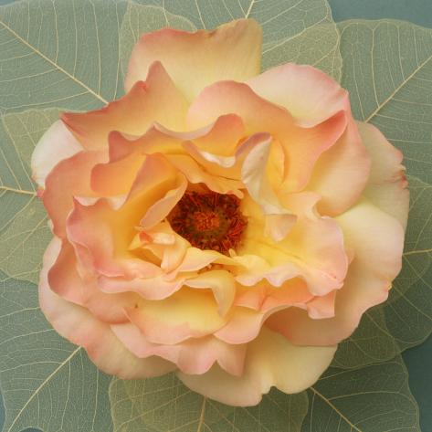 Rose Summer