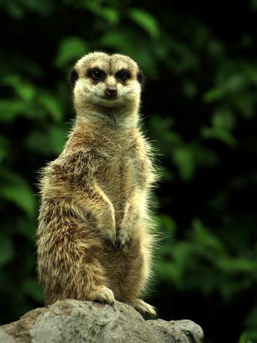 Curious Meerkat, Suricata Suricatta Photographic Print by ...
Meerkat