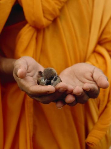 bird holding baby