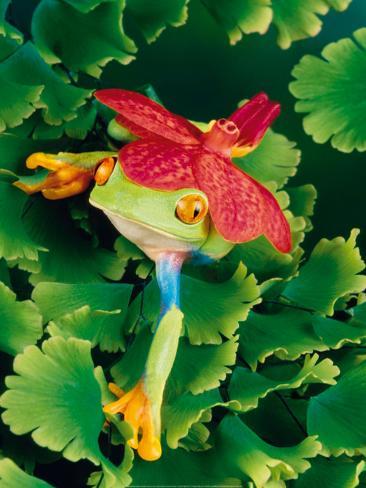 Tree Frog Art