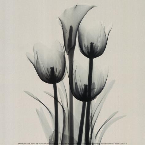 Tulips and Arum Lily Art Print