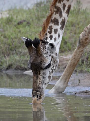  - james-hager-masai-giraffe-giraffa-camelopardalis-tippelskirchi-drinking-masai-mara-national-reserve-kenya