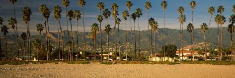 Palm Tree Panoramic