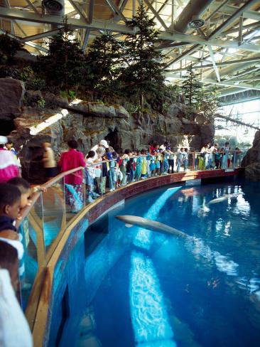 aquarium whales