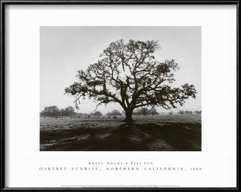 Ansel Adams Oak