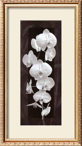 Opulence Ii