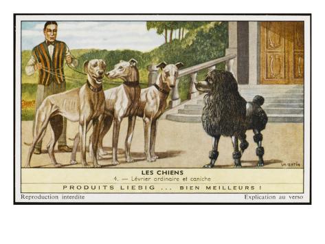 Poodle X Greyhound