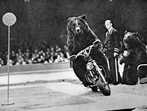 brown-bear-riding-a-motorcycle-at-the-bertram-mills-circus.jpg