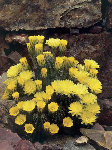 Close-Up of Golden Easter Lily Cactus Flowers (Echinopsis Aurea)