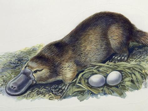 Platypus Female
