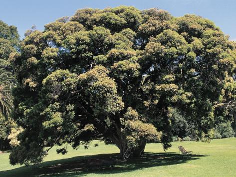Cajeput+Tree Cajeput Tree on a Landscape (Melaleuca Linariifolia) Photographic ...