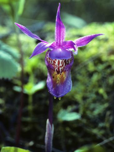Fairy Slipper Flower