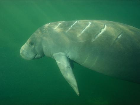 Auto honda manatee #2