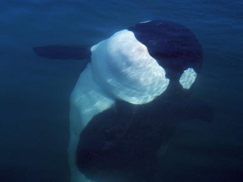 Killer Whale Underwater