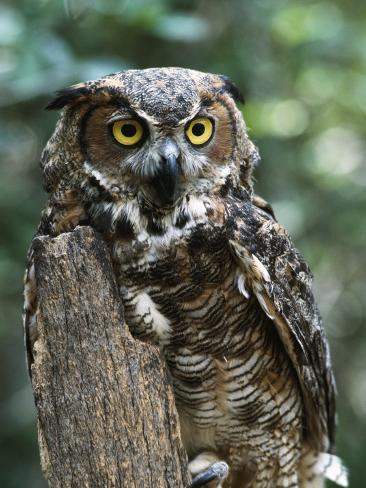 great horned owl florida photographic print by jeff foott great horned owl florida photographic print by jeff foott