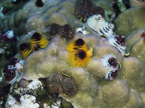 Close-Up View of Brightly Colored Coral, Fiji Photographic Print
