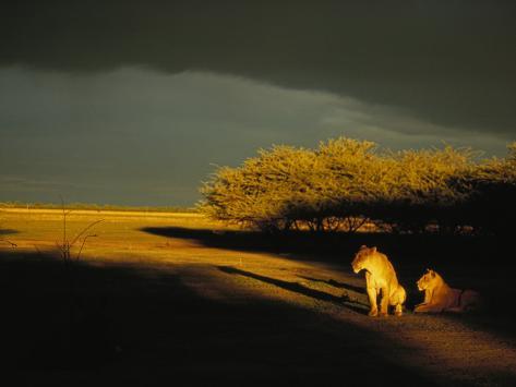 African Lionesses