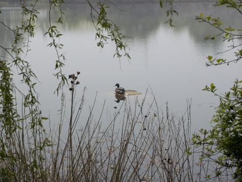 still pond chat Bing helps you turn information into action, making it faster and easier to go from searching to doing. still pond chat Bing helps you turn information into action, making it faster and easier to go from searching to doing.