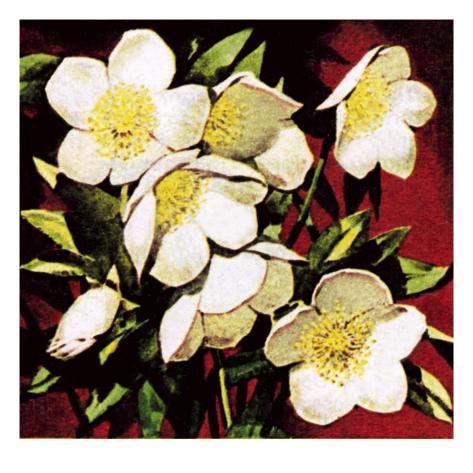 Christmas Roses