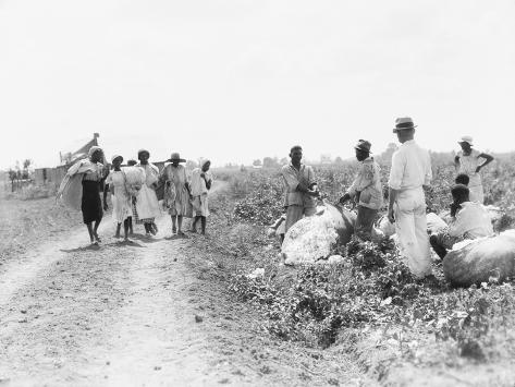 h-armstrong-roberts-group-of-african-american-farm-workers-picking-cotton-in-field-louisiana.jpg