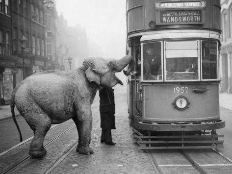 Hungry Elephant Photographic Print