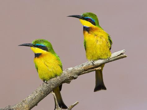 Birds Kenya