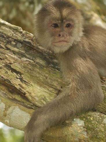 White-Fronted Capuchin Monkey on Tree, Puerto Misahualli ...