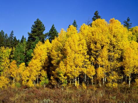 Aspens In Fall
