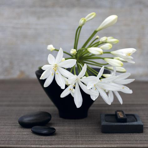http://imgc.allpostersimages.com/images/P-473-488-90/56/5690/M2VUG00Z/posters/catherine-beyler-agapanthus.jpg