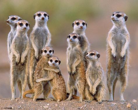Don't see what you like? Customize Your Frame
Meerkat