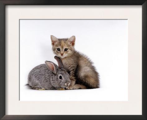 dwarf lop eared