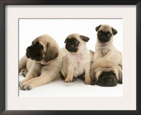 Mastiff Pug