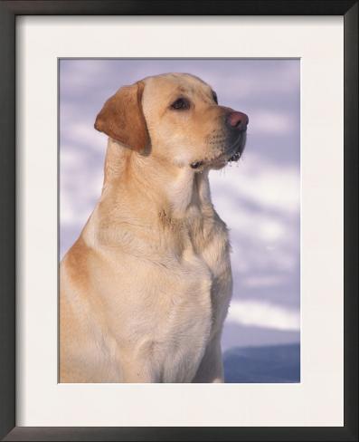 Snow Labrador Retriever