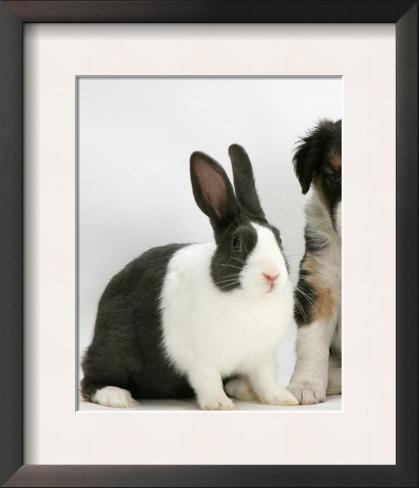 Tricolour Border Collie Puppy with Blue Dutch Rabbit Posters by Jane ...