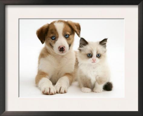 puppy red eyes