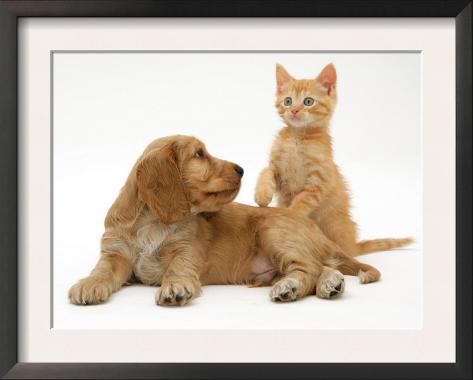 Ginger Spaniel